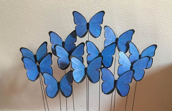 Morpho