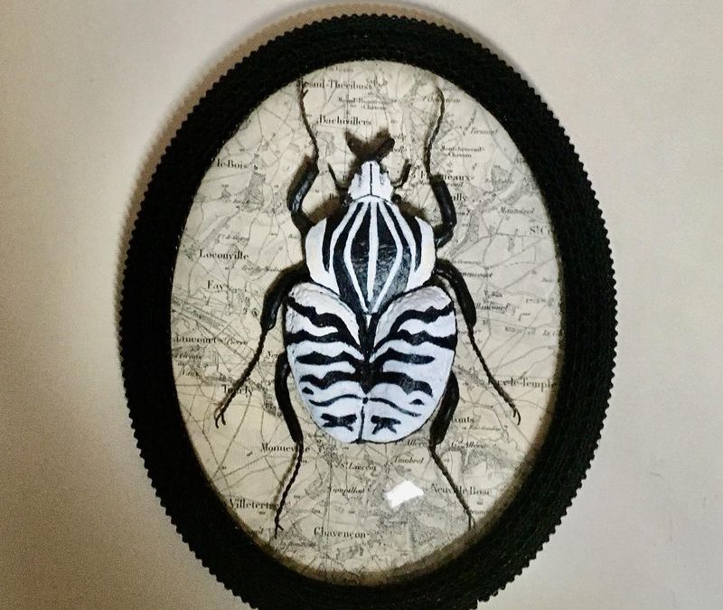 Insectes pour votre cabinet de curiosités