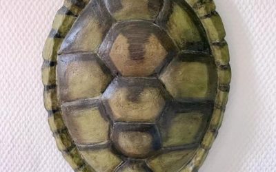 Carapace de tortue